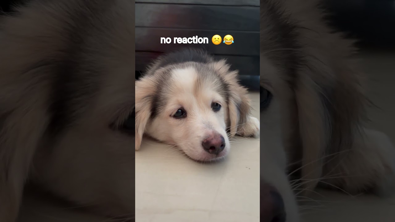 no reaction ☹️😂 