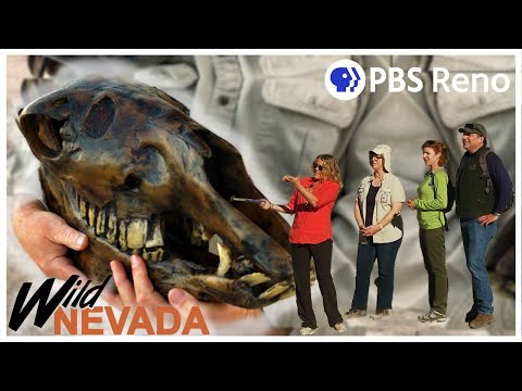 Vídeo: Tule Springs Fossil Beds National Monument: O Guia Completo