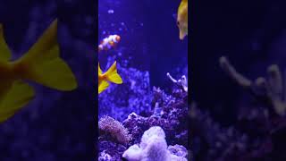 Deep Ocean Baby Sleep Music 🐠 Calming Fish &amp; Bubbles for Instant Sleep 💤