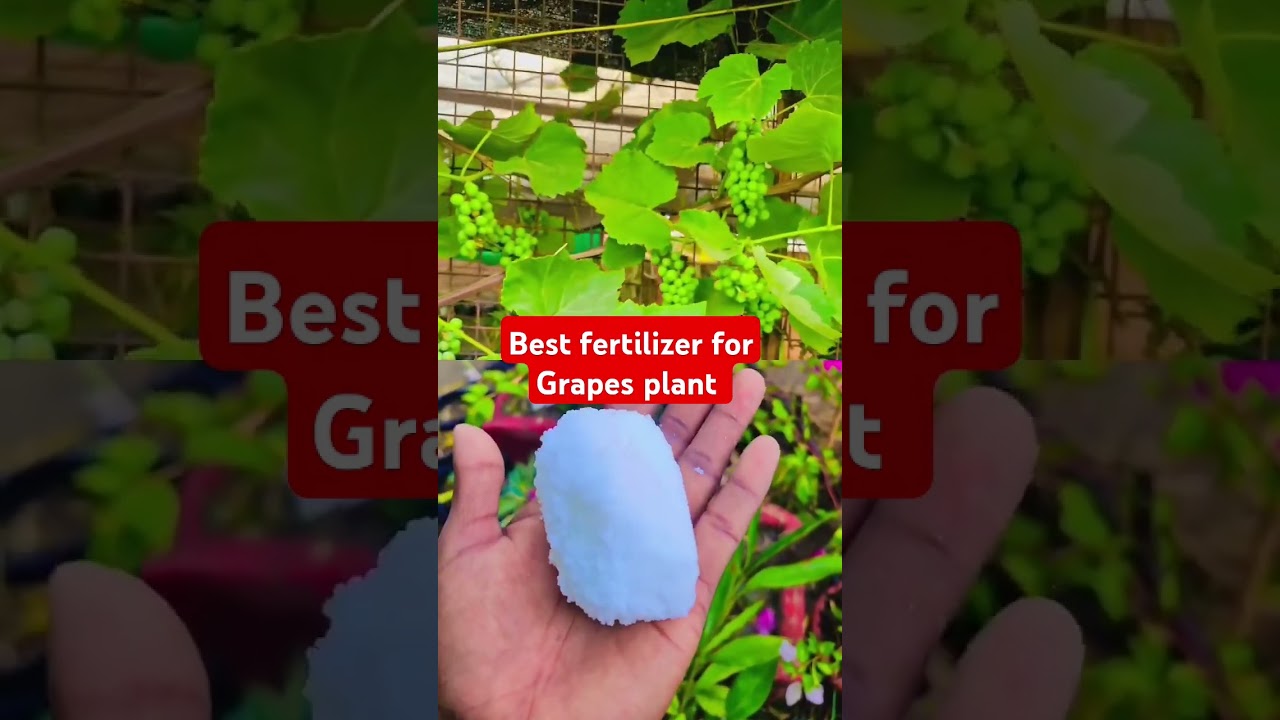 Best fertilizer for grapes plant