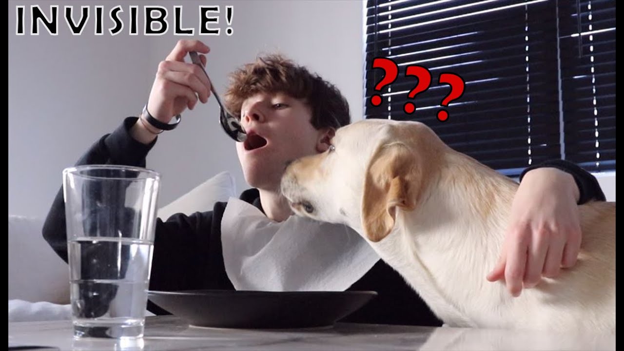 my-dog-reacts-to-the-invisible-food-challenge-youtube
