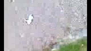 Las Aventuras De Bimba 3