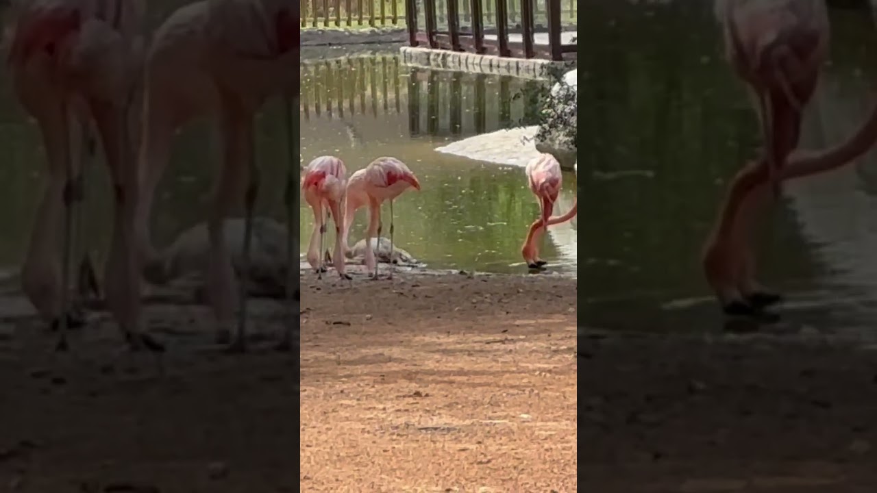 Why flamingos are pink? Because they eat shrimps