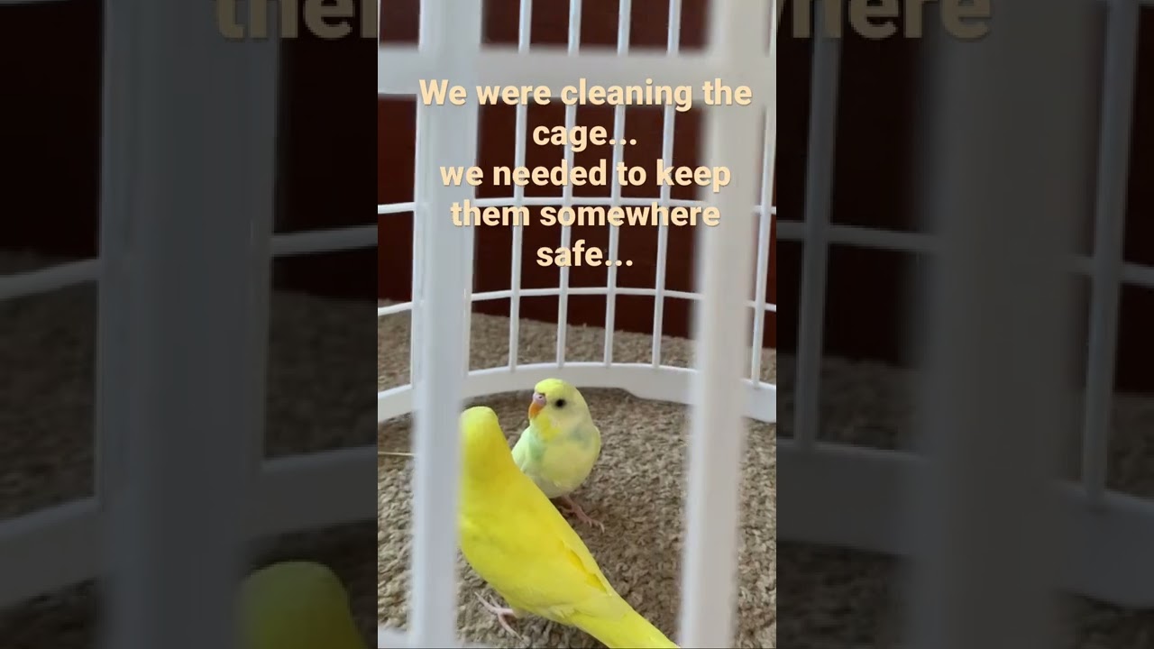DIY temporary bird cage???