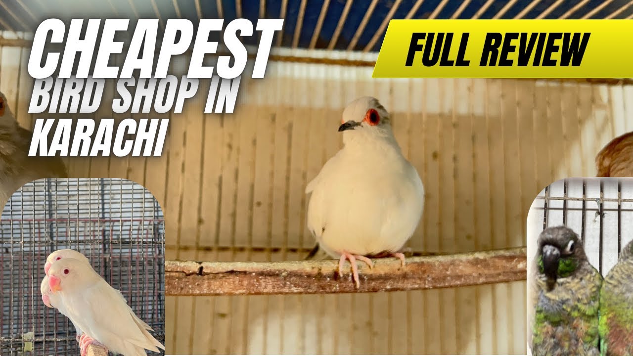 Birds milengy ab or bhi sasty breed ki bhi guarantee or rates bhi munasib sird Shaikh Birds py