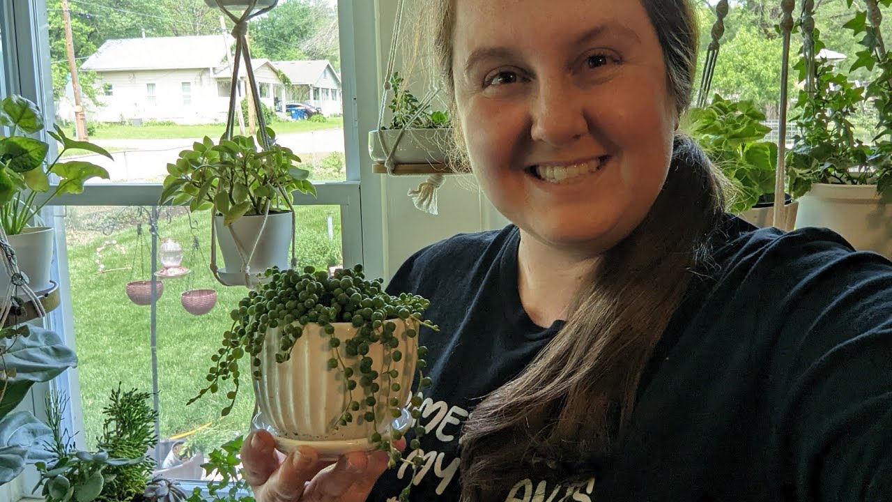 Potting up a beautiful string of pearls 💚 YouTube
