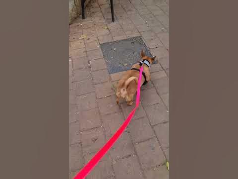 Мама Чоли.#shortsvideo #shortsyoutube #shortvideo #shorts #животные # ...