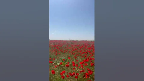 poppy bloom in the steppe