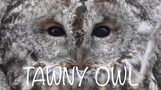 Tawny Owl Call. Three different calls