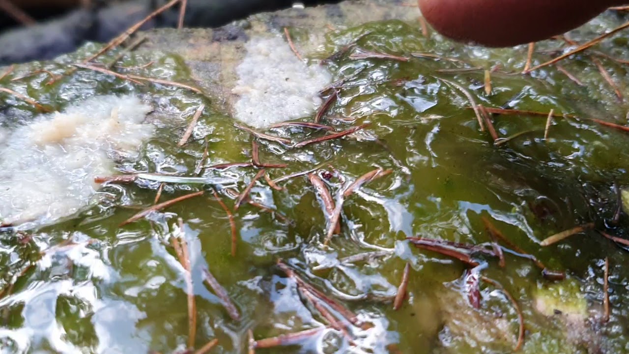 Nostoc commune, a cyanobacterium (family: Nostocaceae)