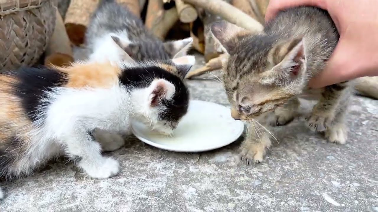 Wipe eyes for kittens with eye pain, feed chickens family animal