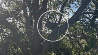 President Trump takes new security measures after 'hunting stand' found near Air Force 1