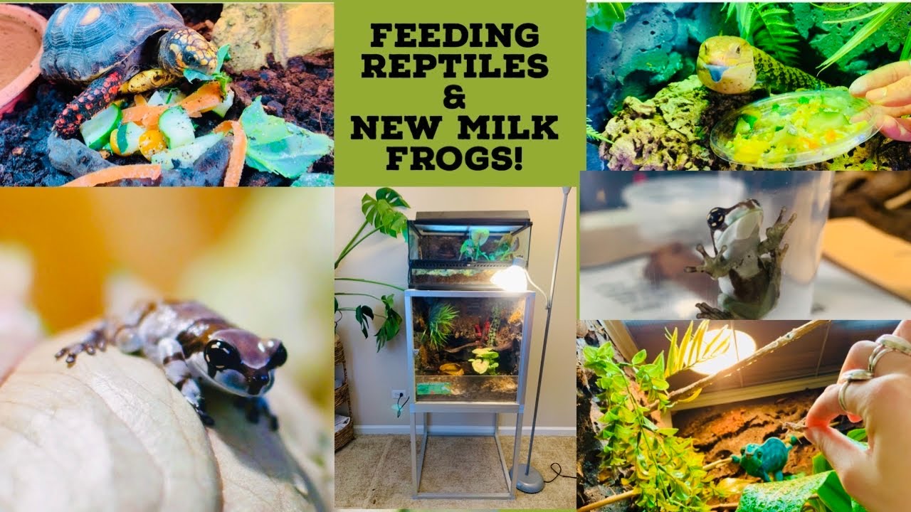Do Any Reptiles Produce Milk