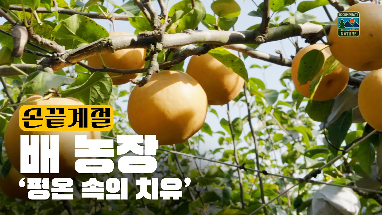 Сезон на кончиках пальцев -  Грушевая ферма Исцеление в тишине🍐