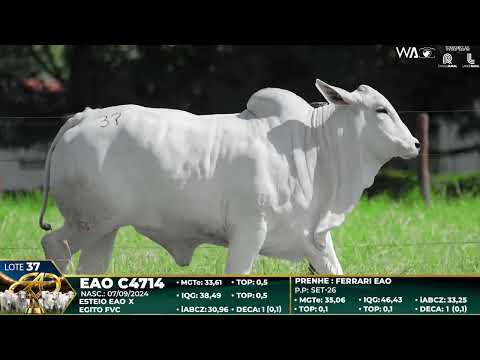 LOTE 37