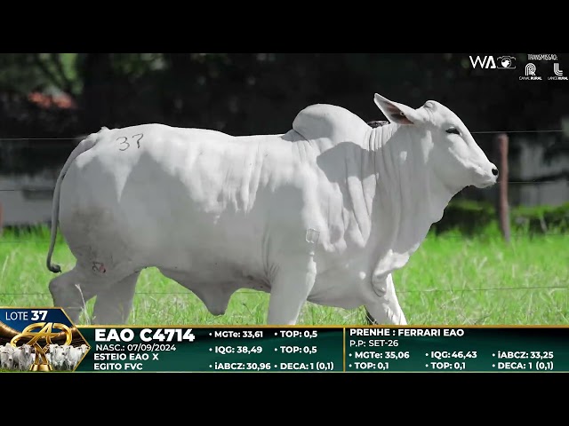 LOTE 37
