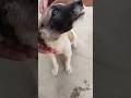 Dogs #dog #doglover #dogs #dogshorts #animals #pets #pet #shortvideo #shorts #short #entertainment