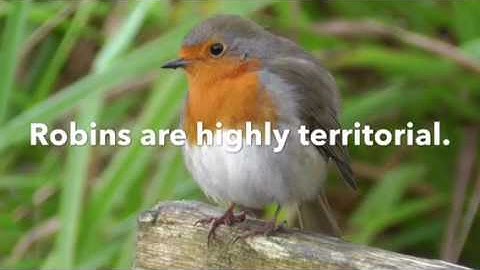 Facts about Robins