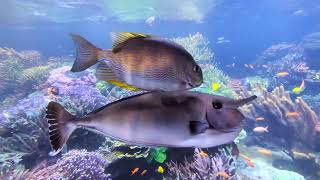 The Long Island Aquarium Is Amazing