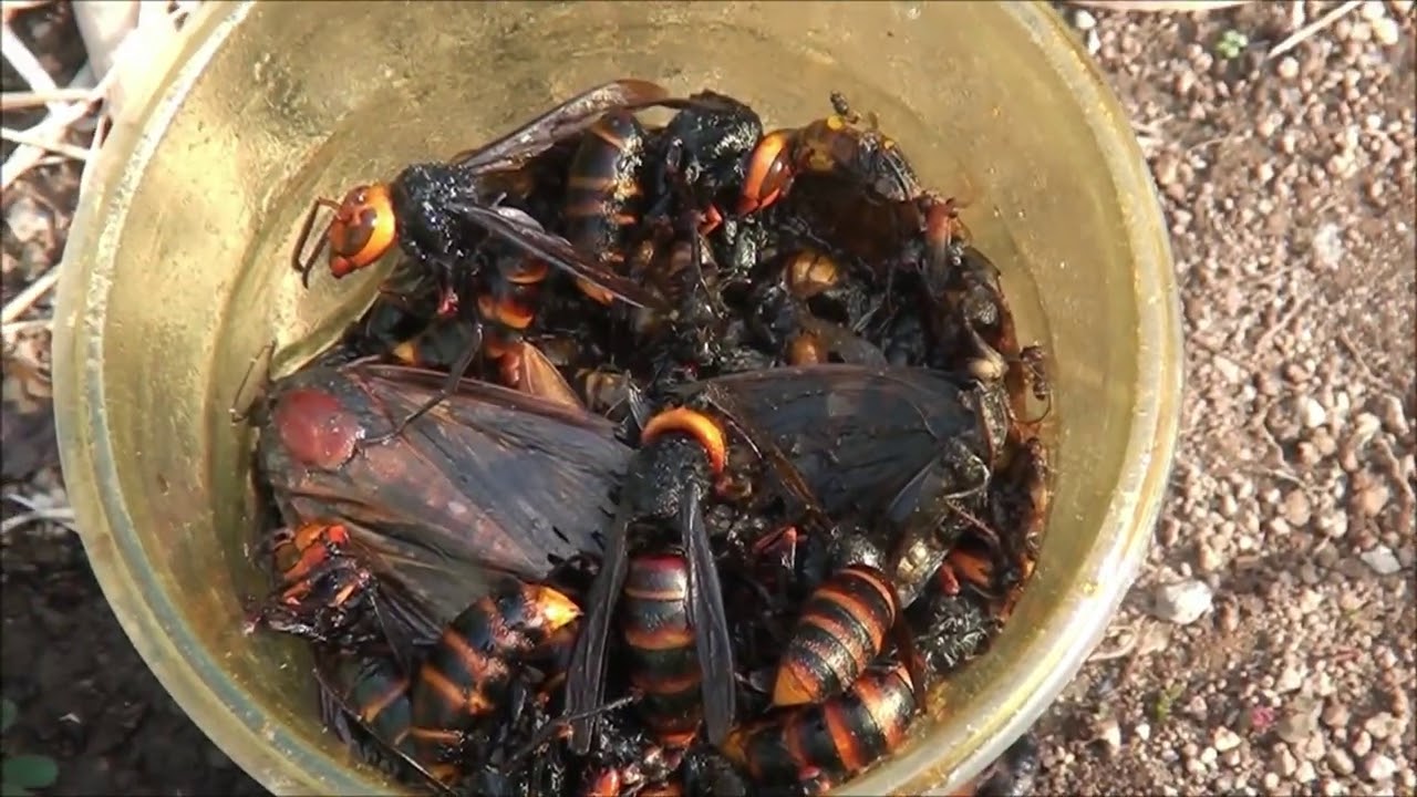 秋のスズメバチ捕獲作戦　ミツバチを守れ
