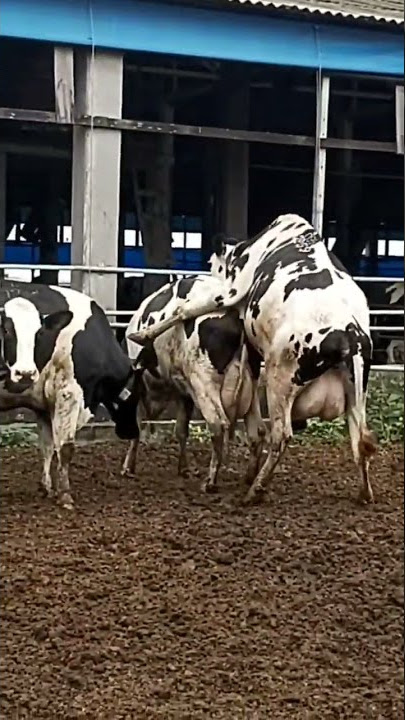 DIA JUGA BUTUH BAHAGIA ||SAPI kawin