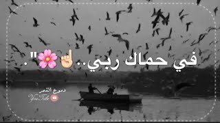 في حماك ربي 😍🌸//اجمل حالات واتس اناشيد دينيه💗//اناشيد اسلاميه🍃🌸استوريات اناشيد اسلاميه🌹