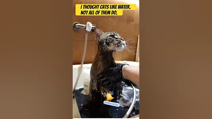 Watch the video about How Is Your Cat And Bathing. My Cat Hates It ,!! #shorts