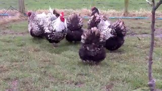 Silver laced Orpingtons www.shalfleetpoultry.co.uk