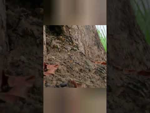 они снова смогут ринуться в бой #природа #beyondfacts #beyond #природа #кино #новости