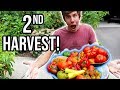 Bountiful second harvest from the organic vegetable garden 2018  lucasgrowsbest