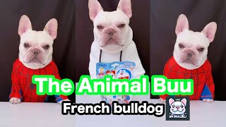 The Animal Buu Compilation | the most Fuuny collection104 #theanimalbuu #dogsofyoutube