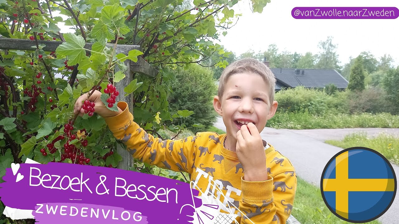 Bezoek & Bessen oogsten in Zweden | Zwedenvlog | Zelfvoorzienend leven op toekomstige Homestead