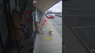 This Grandma Was Just Heading Out For Groceries Then Out Of Nowhere 장을 보러 가던 할머니에게 갑자기 일어난 일