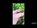 Bẽrshelliza Bime Medicinale Mjaft E Njohur Bime Garden Natyrë Plants 