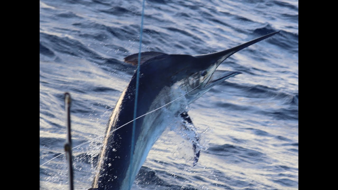 Black Marlin Great Barrier Reef adventure aboard Calypso
