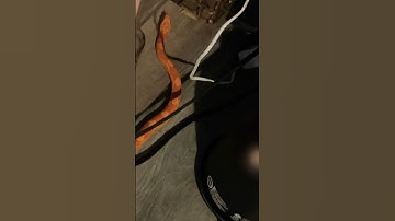 Do you ever let your snake roam around your house!? Let me know👇#snake #reptiles #scary #shorts