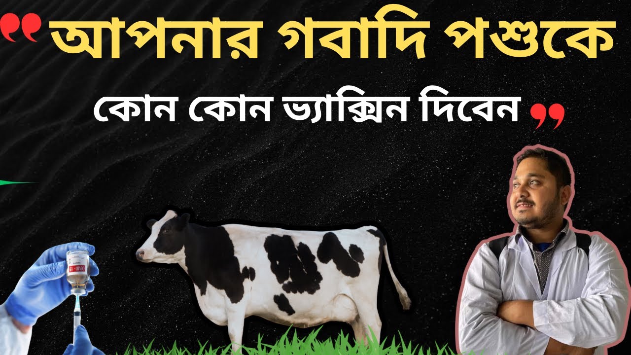 গবাদি পশুর ভ্যাক্সিন| গবাদি পশুকে কোন কোন ভ্যাক্সিন দিতে হবে| ভিডিও-৯৮|