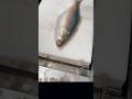 Amazing Fish Cutting Skills | Fish Market EP-922 #fish #fishcutting