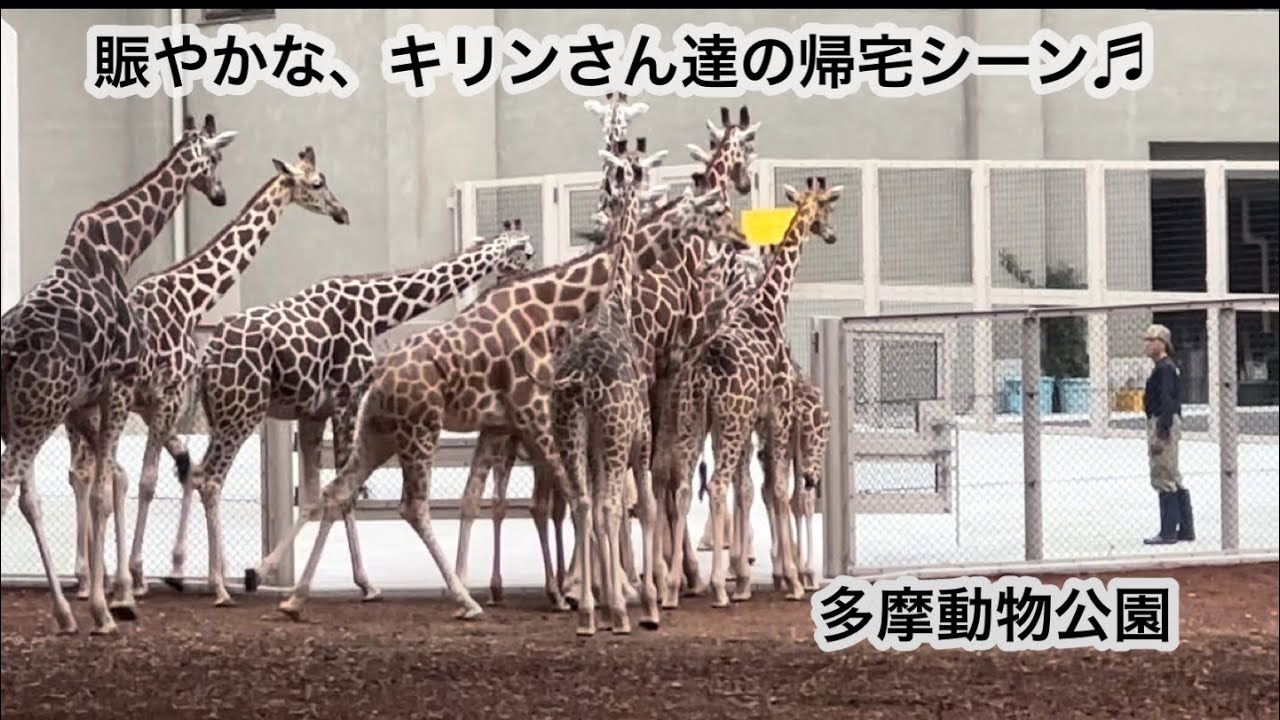 多摩動物公園のキリンさん達の帰宅シーン Youtube 多摩動物公園のキリンさん達の帰宅シーン Youtube