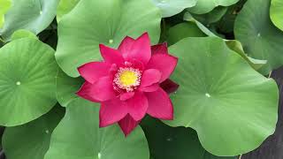 ‘Red Beijing’ Lotus - Brilliant Red