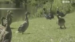 9GAG  Go Fun Yourself on Instagram  “🔊 when Michael Jackson reincarnated as a duck  Follow @9gag 💃