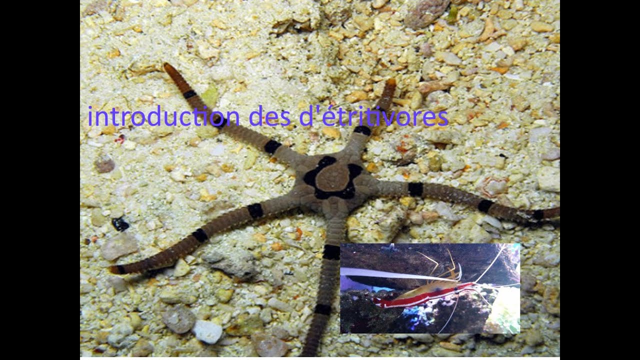 Introduction des détritivores (débuter un aquarium récifal )