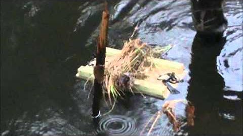 Setting Muskrat Floats