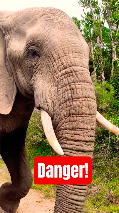 Survived A Wild Elephant Encounter | encounter with wild elephants | elephant Safari Africa #safari