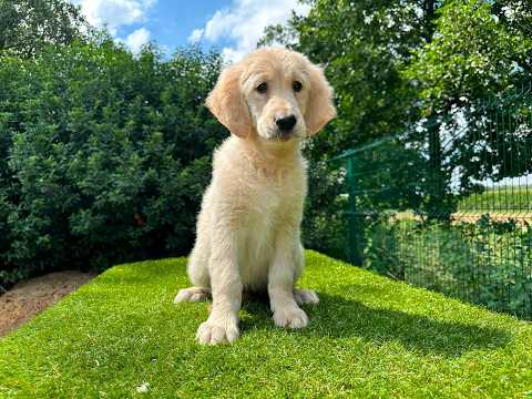 Video van Golden Retriever Vrouwelijk Gold - PUP-ID 014496632 | Dierenhof Debrabandere