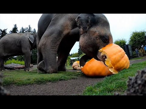 Pumpkin-eating elephants