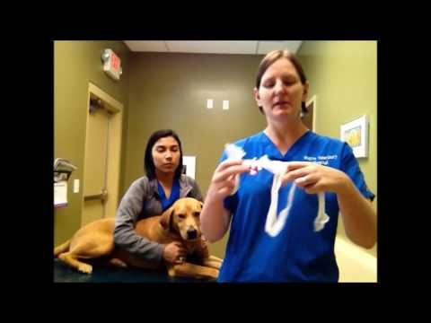 Task 11 - Apply a Guaze Muzzle to a Dog.