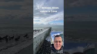 27.01.24 море и чайки в Сочи #сочи #море #чайки #1с #программист1с #1спредприятие