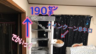 【猫歓喜】大型猫用のキャットタワーをプレゼントしたら嬉しさが爆発したw【メインクーン】