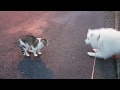 Samoyed vs cat